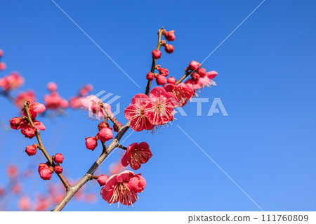 早春紅梅盛開 早春紅梅盛開 111760809