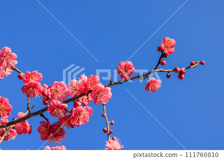 Red plum blossoms in full bloom in early spring 111760810