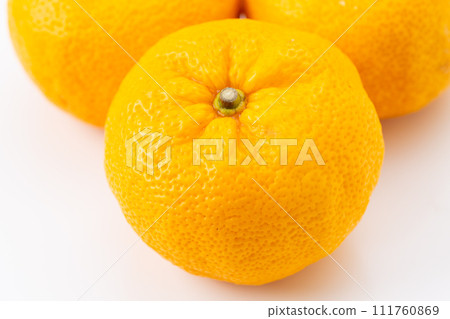 白柚 111760869