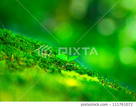 雙葉發芽 111761072