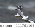雪停後的清晨山蟬 111761104