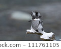 雪停後的清晨山蟬 111761105
