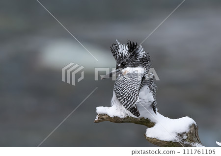雪停後的清晨山蟬 雪停後的清晨山蟬 111761105