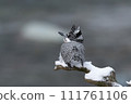 雪停後的清晨山蟬 111761106