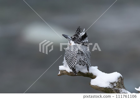 雪停後的清晨山蟬 雪停後的清晨山蟬 111761106