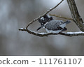 雪停後的清晨山蟬 111761107