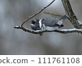 雪停後的清晨山蟬 111761108