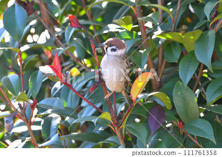 Sparrow Sparrow 111761358