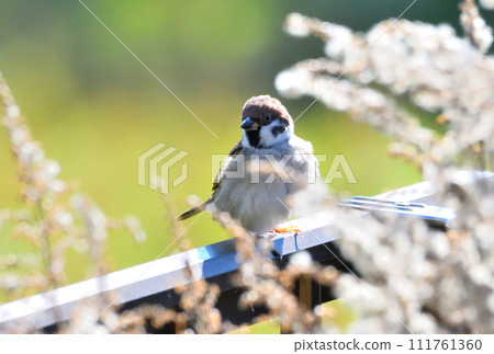 Sparrow Sparrow 111761360