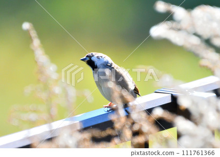 Sparrow 111761366