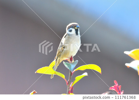 Sparrow 111761368