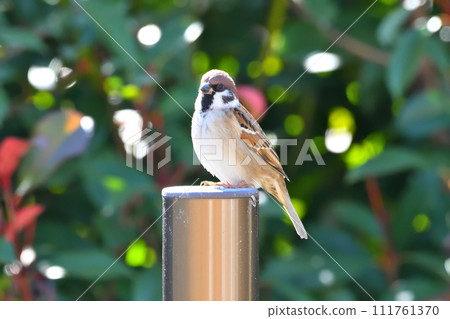 Sparrow Sparrow 111761370