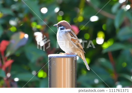 Sparrow Sparrow 111761371