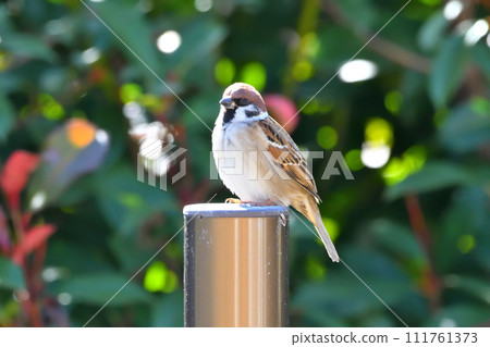 Sparrow Sparrow 111761373