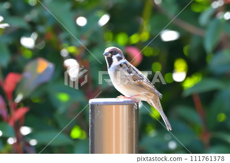 Sparrow Sparrow 111761378