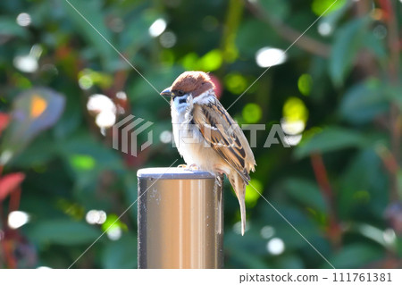 麻雀 麻雀 111761381