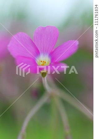 可愛的粉紅色酢漿草 可愛的粉紅色酢漿草 111761834