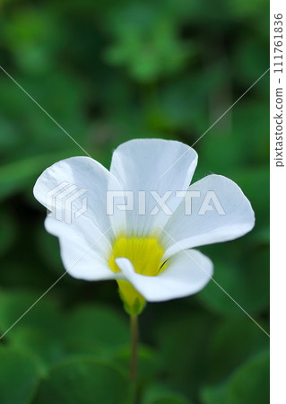 白鯰魚花 白鯰魚花 111761836