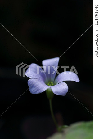 藍色花酢漿草 111761840