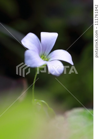 Fantastic Oxalis triangularis Fantastic Oxalis triangularis 111761842