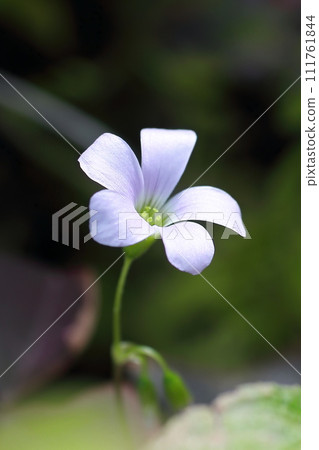 Fantastic Oxalis triangularis Fantastic Oxalis triangularis 111761844