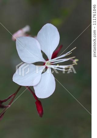 White Gowra's Flower White Gowra's Flower 111761846