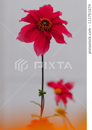 Red dahlia flower Red dahlia flower 111761874
