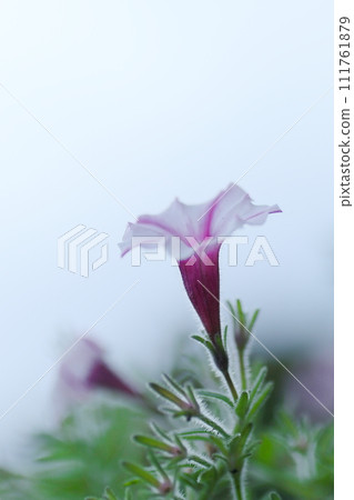漂亮的矮牽牛花 111761879