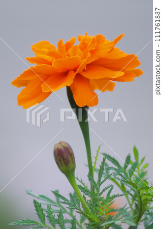 Bright orange marigold 111761887