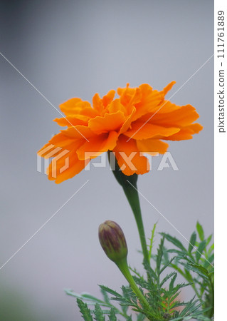 Bright orange marigold 111761889
