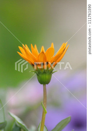 Yellow Gazania flowers 111761890
