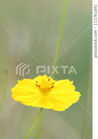 Yellow Kibanakosmos 111761891