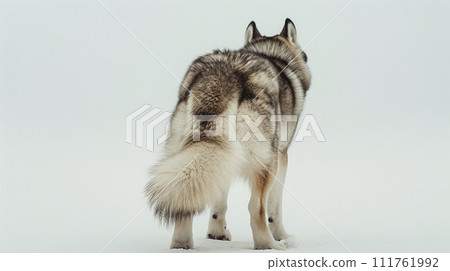 Alaskan Malamute image of Alaskan Malamute No1-4 111761992
