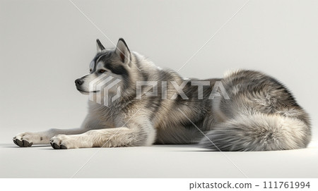Alaskan Malamute image of Alaskan Malamute No1-6 111761994