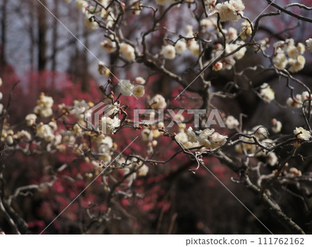 Plum scenery at Kyoto Botanical Garden 111762162
