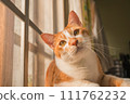 cute cats staring at something. 111762232