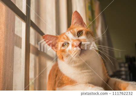 cute cats staring at something. 111762232