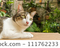 cute cats staring at something. 111762233