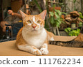 cute cats staring at something. 111762234