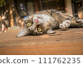 The cat looks so cute looking this way. 111762235