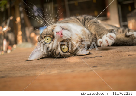 The cat looks so cute looking this way. The cat looks so cute looking this way. 111762235