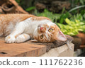 The cat looks so cute looking this way. 111762236