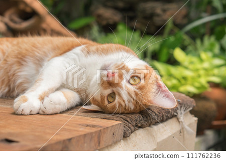 The cat looks so cute looking this way. 111762236