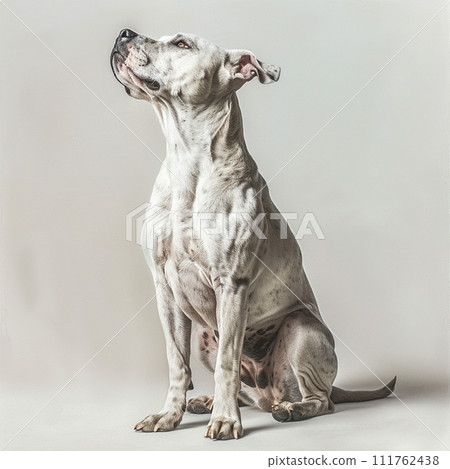 American Staffordshire Terrier Amstaffy No2-3 American Staffordshire Terrier Amstaffy No2-3 111762438