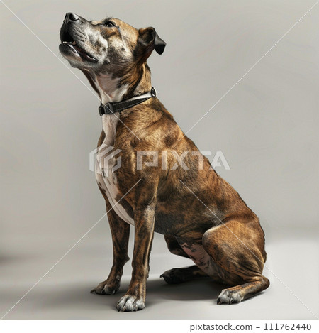 美國斯塔福德郡梗 Amstaffy No2-5 111762440