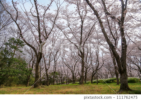 兵庫縣加東市播磨中央公園櫻花節 111762475