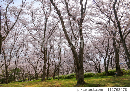 兵庫縣加東市播磨中央公園櫻花節 111762478