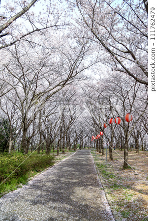 Harima Central Park Sakura Festival, Kato City, Hyogo Prefecture 111762479
