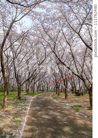 兵庫縣加東市播磨中央公園櫻花節 兵庫縣加東市播磨中央公園櫻花節 111762480