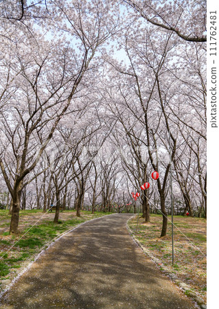 Harima Central Park Sakura Festival, Kato City, Hyogo Prefecture 111762481